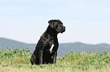 CANE CORSO 518